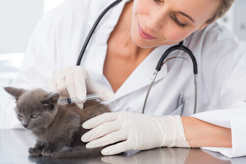 gatto e veterinaria