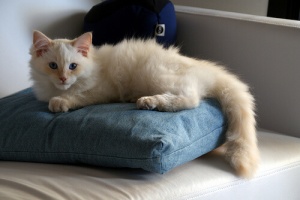 Interpretare i movimenti della coda dei gatti