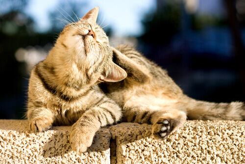 Cos'è l'allergia alimentare dei gatti?