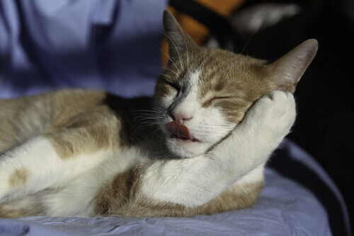 gatto