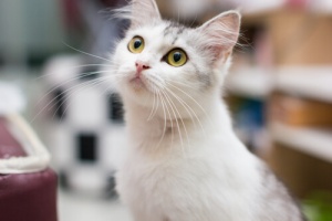 Il mondo attraverso gli occhi del gatto