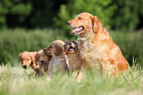 golden-retriever1