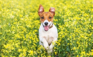 Il Jack Russell terrier: un cane molto intelligente
