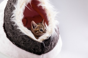 Idee divertenti per creare un lettino al vostro gatto