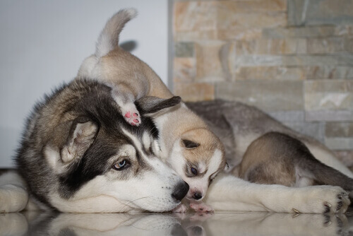 mamma-con-cucciolo