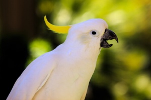 Come insegnare al pappagallo a parlare?