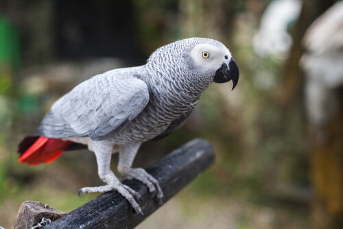 pappagallo-grigio-africano-2