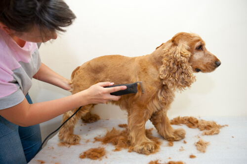 parrcucchiere per cani