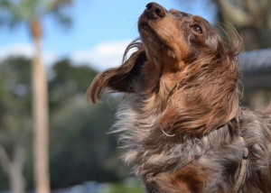 Perdita di pelo nei cani: le 5 cause più comuni