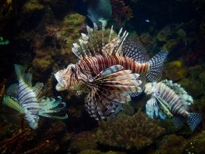 Liberare animali esotici in natura è pericoloso