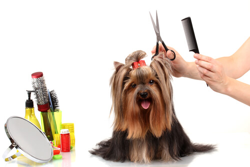 pettinare il cane