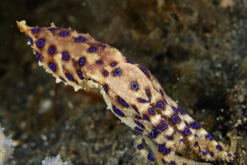 polpo