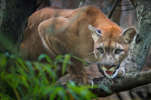 puma-2