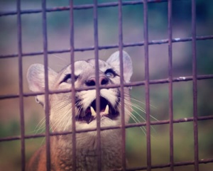Liberato un puma da circo che ha vissuto per dieci anni incatenato ad un furgone