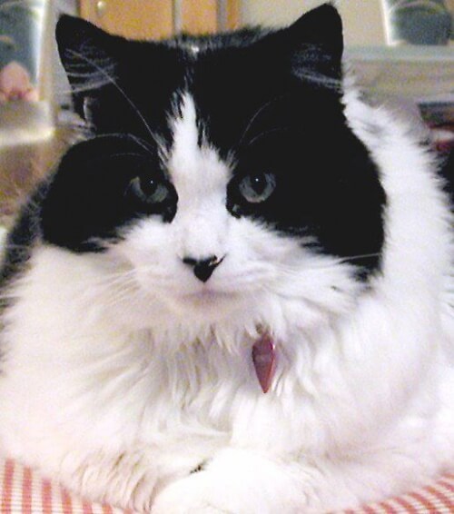 ragamuffin-2-e1436085804176