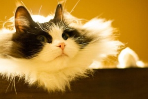 Il Ragamuffin, un gatto affettuosissimo ed enorme