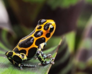 I 10 animali più velenosi al mondo