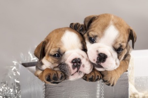 Non regalate animali domestici!