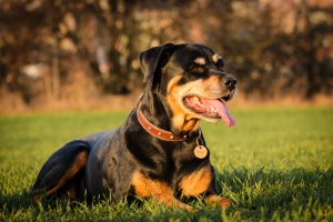 Da che cosa dipende l'aggressività canina?