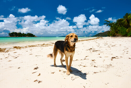 Scoprite Le Migliori Spiagge Per Cani - I Miei Animali