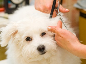 Consigli per la tosatura del cane