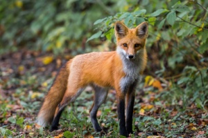 È possibile avere una volpe come animale da compagnia?