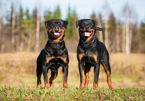 Rottweiler sul prato