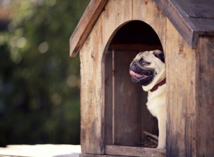 Accessori e prodotti per cani: ecco a voi l'indispensabile