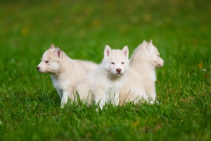 Alimentazione del primo anno di vita del cucciolo