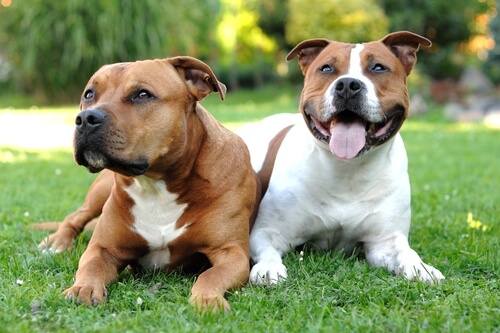 American Pitbull Terrier: un cane atletico