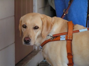Una cagnolina salva la padrona cieca da un incendio