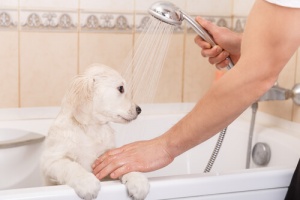 Perché i cani sono felici dopo aver fatto il bagno?