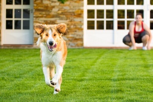Di quanto esercizio ha bisogno il vostro cane?