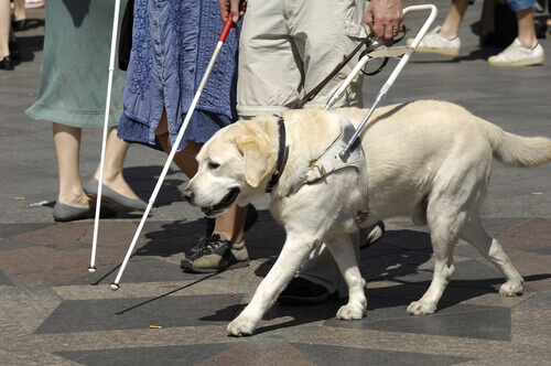 cane-guida