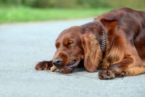 Quando il cane mangia di tutto per strada