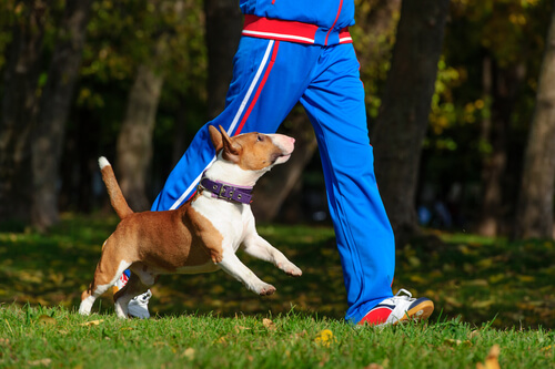 cane_sport