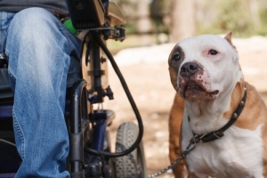 Vita quotidiana dei cani co-terapeuti