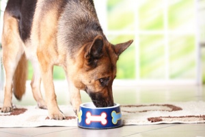 L'alimentazione del cane anziano