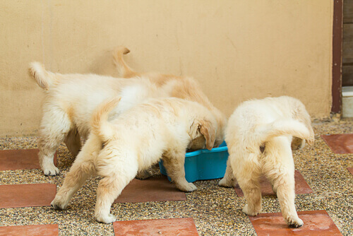 cuccioli che mangiano 2