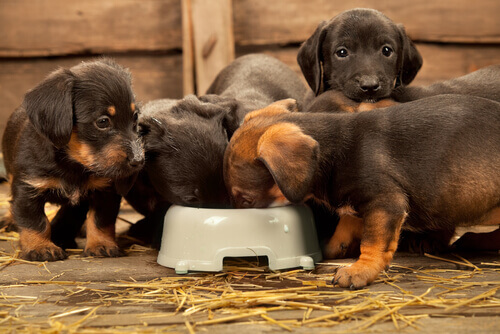 cuccioli che mangiano