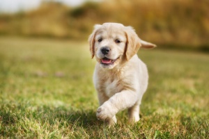 Come nutrire i cuccioli dallo stomaco sensibile