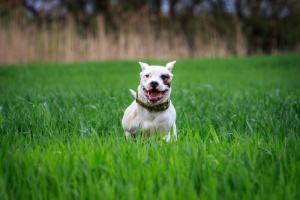 Cani potenzialmente pericolosi: responsabilità