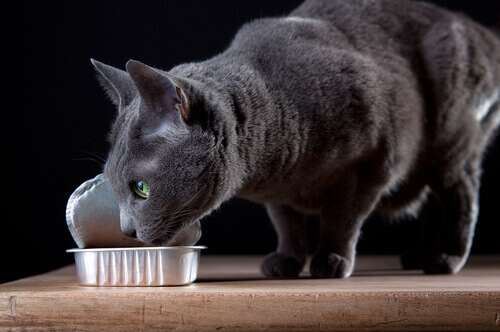 gatto che mangia
