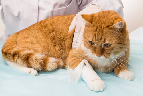 Emorragia nei gatti: ridurre al minimo i danni