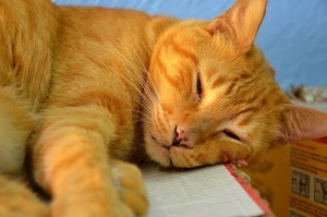 Cosa fare se il vostro animale prende la scossa?