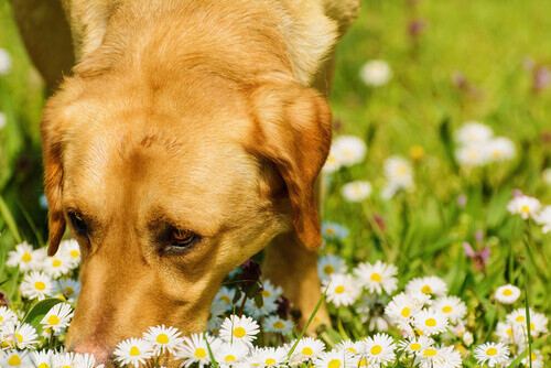 intossicazione_cane