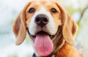 Naso asciutto nei cani: quando preoccuparsi?