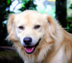 Come prendersi cura di un cane adulto