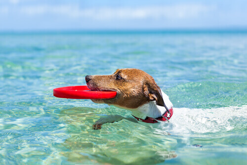 Cane con frisbee nel mare