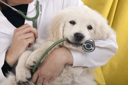 veterinario-cane